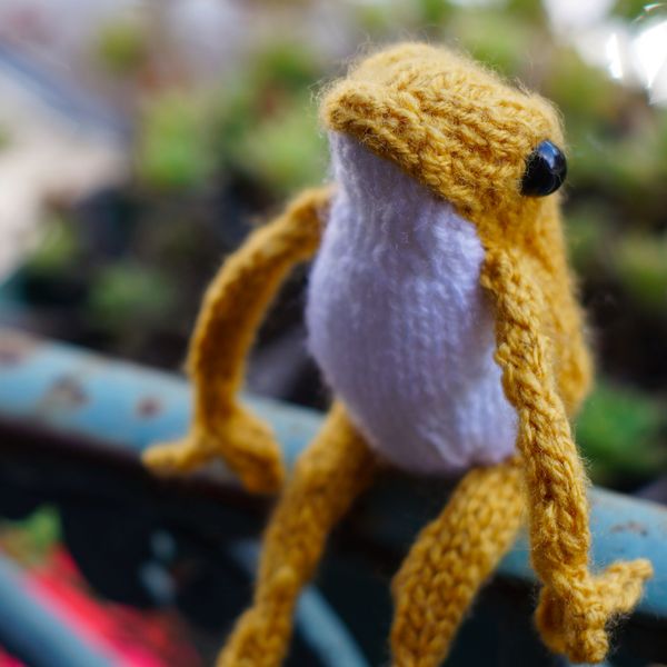 Handmade knitted frog - choose your colour!
